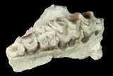 Oreodont (Merycoidodon) Jaw Section - South Dakota #140916-1